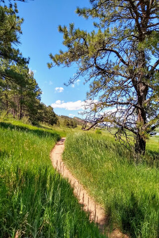 Winding Path Through Nature's Embrace 🌲🌞