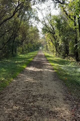 Path of Reflection 🌳✨