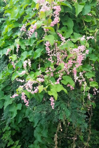 Whispers of Nature: The Beauty of Greens 🌿🌸