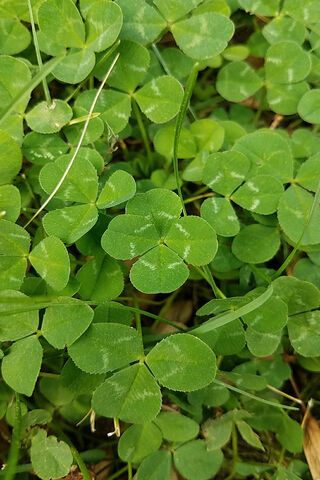 Clover Patch