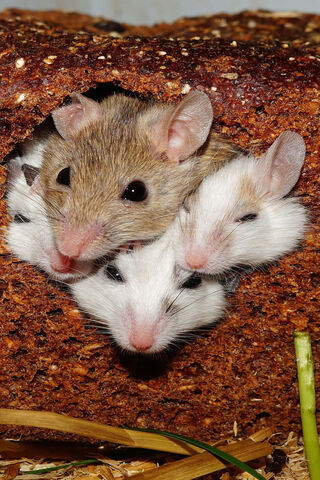 Adorable Snuggles: The Cutie Rats' Cozy Hideaway 🐭❤️