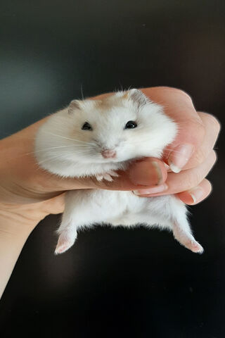 Chubby Cuddles: The Adorable Fat Dwarf Hamster