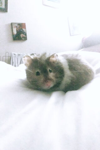 Hamster Dreams: A Cozy Cuddle Buddy 🐹✨