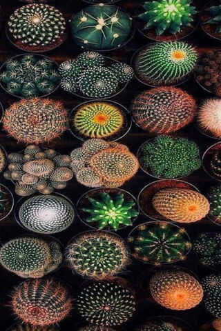 Cacti Wonderland: A Prickly Paradise 🌵✨