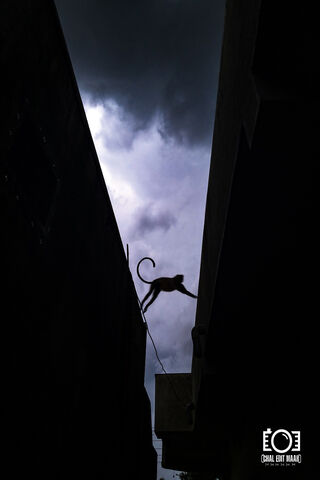 Mystical Monkey Leap 🌩️🐒