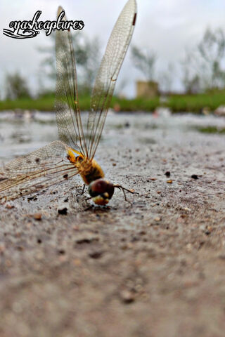 Nature's Warriors: The ..