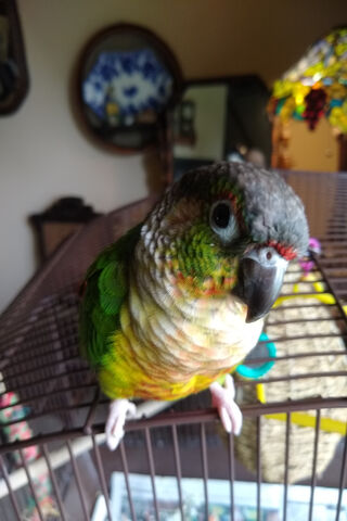 Ricky B: The Colorful Companion 🦜✨