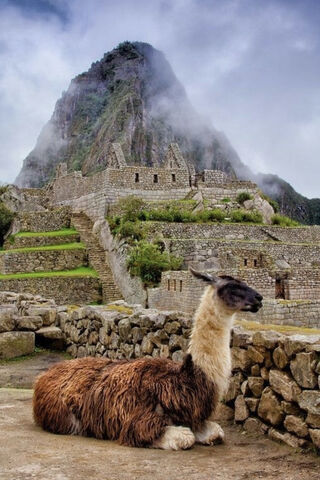 Llama at the Lost City: A Glimpse of Machu Picchu 🦙🏔️