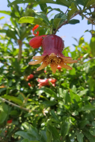 Blossoming Status: The Beauty of Nature