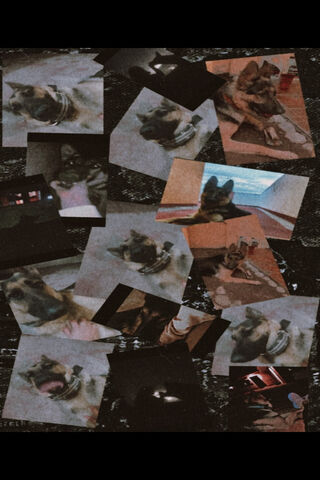 Leah's Playful Moments 🐾