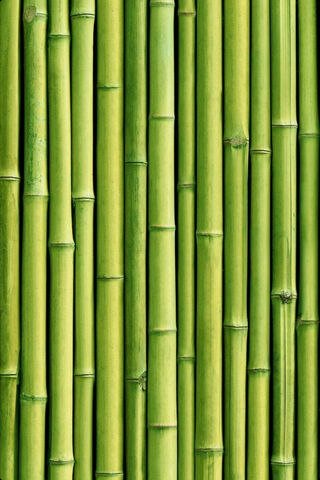 Nature's Vertical Symphony 🎶🌿