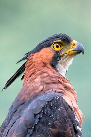 Majestic KARTAL: The Eagle of the Skies 🦅✨
