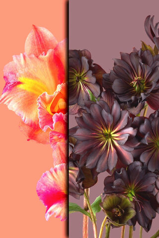 Floral Harmony: A Dance of Duality 🌸🌑