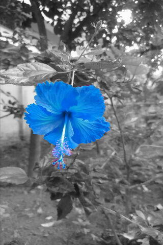 Mystical Blue Blossom 🌺✨