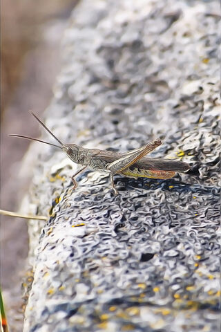 Insects