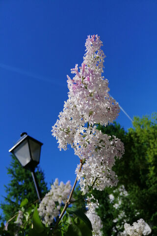 Whispers of Spring 🌸