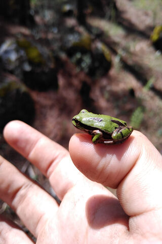 Nature's Tiny Companion 🌿🐸
