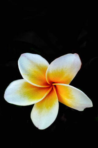 Whispers of the Wild: A Blooming Beauty 🌼✨