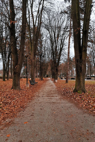 Autumn Serenity: A Walk Through Nature 🍂🌳
