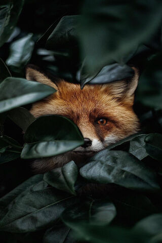 Whispers of the Wild: The Enigmatic Fox 🦊🌿