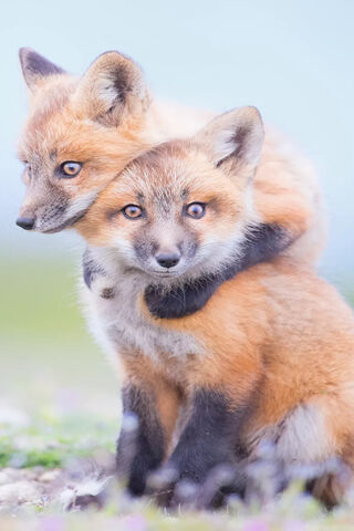 Cute Foxes