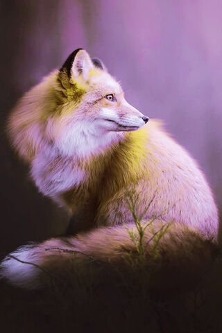 Whimsical Wanderer: The Hungry Purple Fox