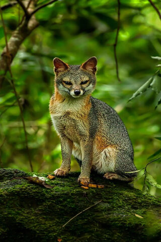 Solitary Sentinel of the Forest 🌲🦊