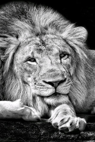 Leone: The Majestic King of the Jungle 🦁✨