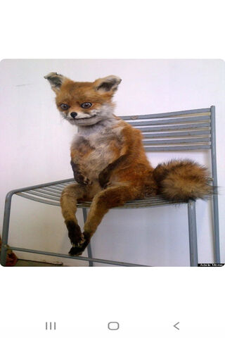 Tails the Charming Fox 🦊✨