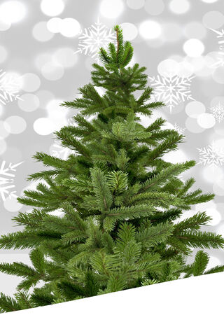 Festive Vibes: The Perfect Christmas Tree 🎄✨