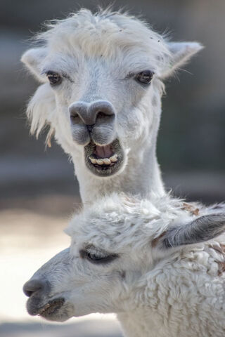 Alpaca Funny