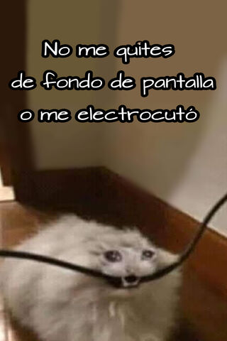 Gato's Shocking Surpris..