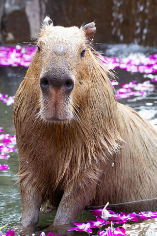Capybara Serenity: Nature's Gentle Giant 🦙🌸