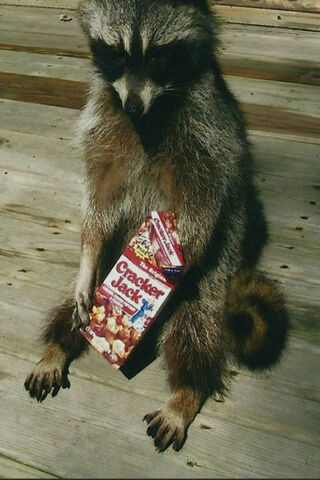 Funny Raccoon