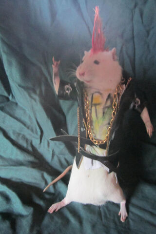 Rockin' Rat Ounk: The Punk Rodent Rebel 🎸🐀