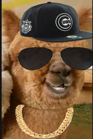 Alpaca Jhonny