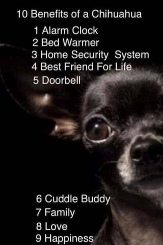 The Perks of Having a Chihuahua 🐾