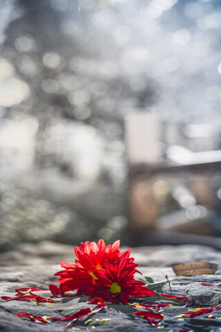 Petals of Heartbreak 💔🌼