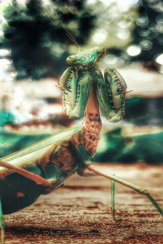 The Vibrant Guardian of the Garden 🌿🐞