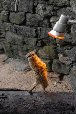 Sassy Sunbather: The Funny Mircat ☀️😄