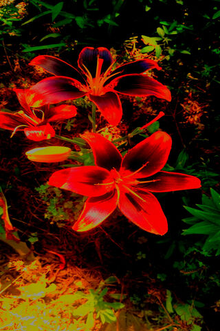 Joker's Bloom: A Fiery Surprise 🌺🔥