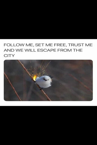 Escape from the City: A Feathered Adventure! 🐦✨
