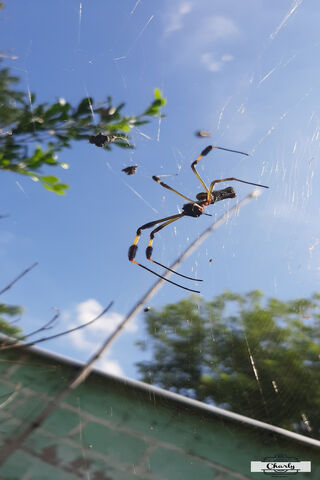 Spider Cielo Azul