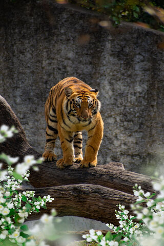 The Majestic Stripes of Nature 🐅🌸