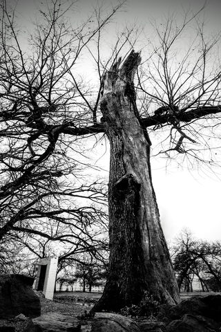 Resilient Roots 🌳✨
