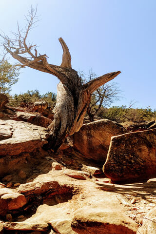 Nature's Resilience: The True Survivor 🌳✨