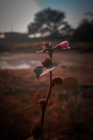 Resilience in Bloom 🌸