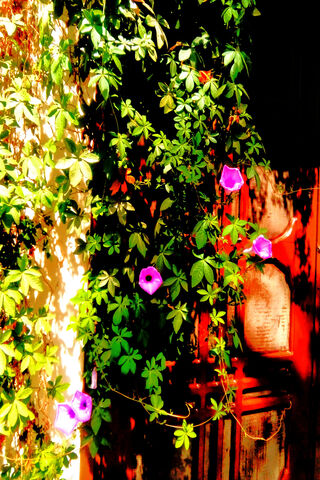 Vibrant Vines: Nature's Canvas 🌿🌸