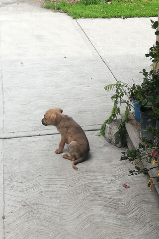 Perrito's Quiet Moment 🐾