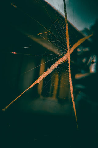 Spider Net